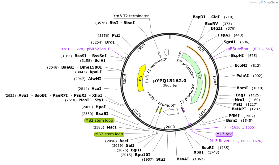 99884-plasmid-map-sequence-id-203112