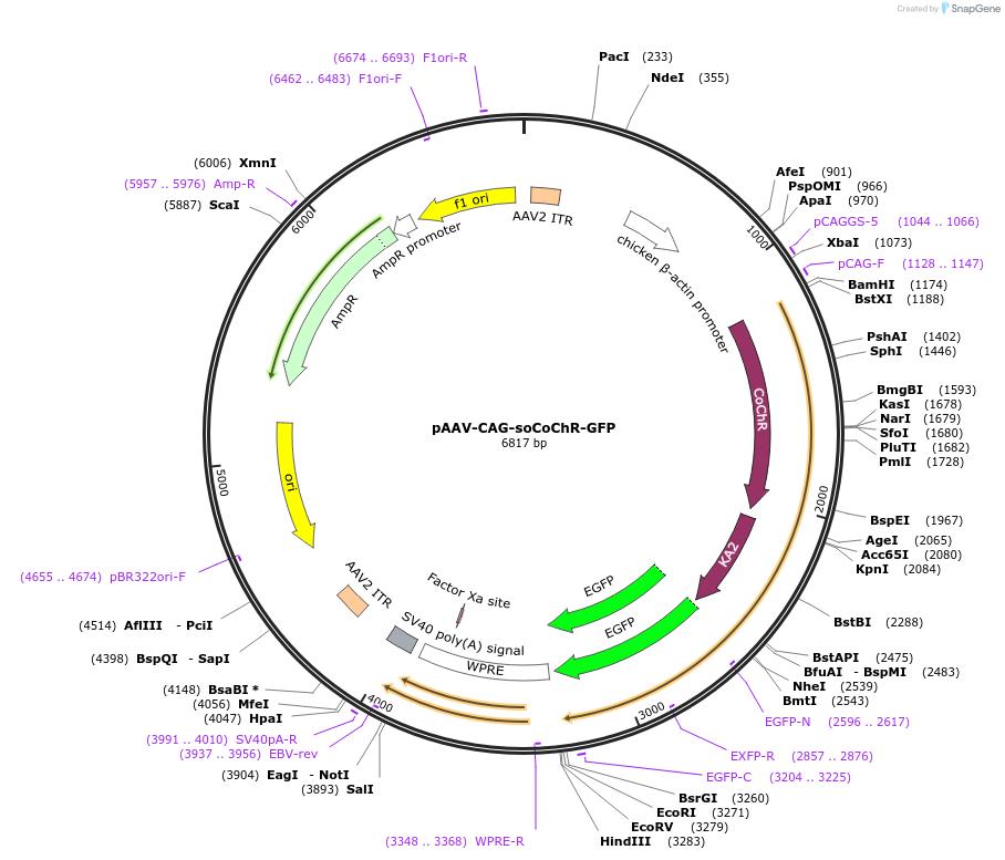107710-plasmid-map-sequence-id-203116