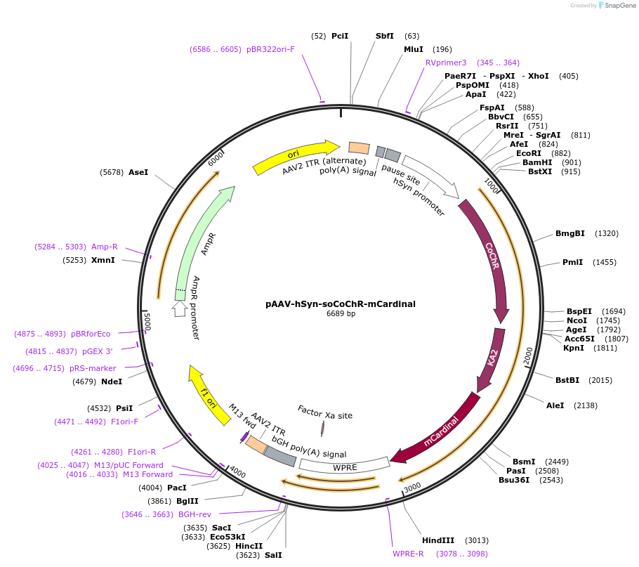 107713-plasmid-map-sequence-id-203119
