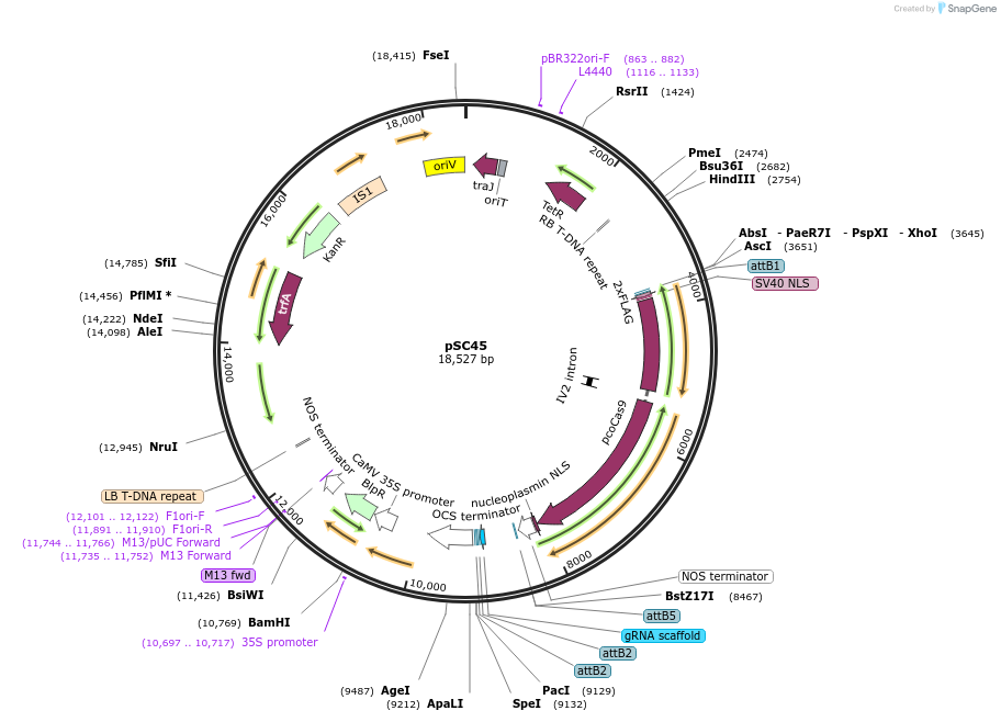 104819-plasmid-map-sequence-id-203121
