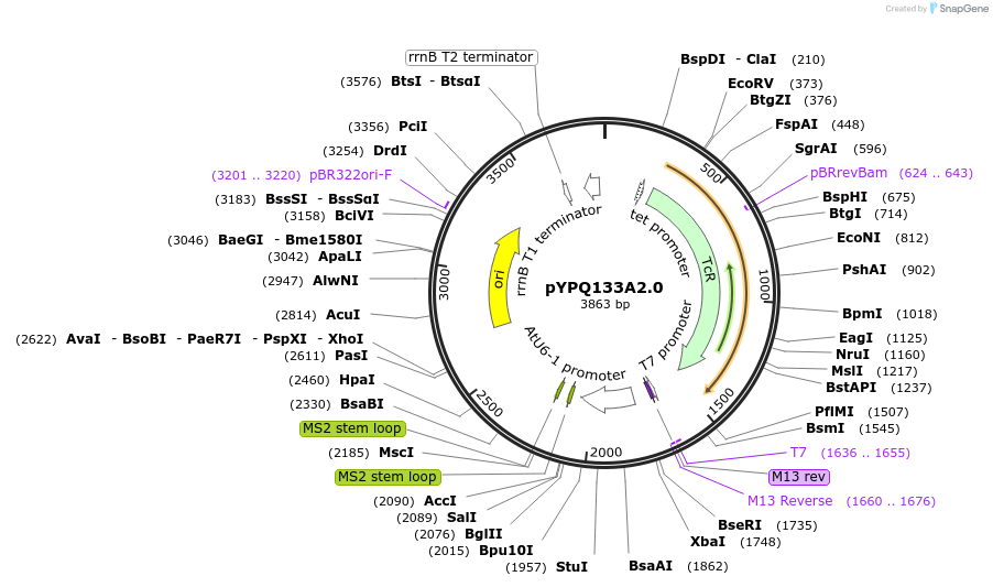 99891-plasmid-map-sequence-id-203125