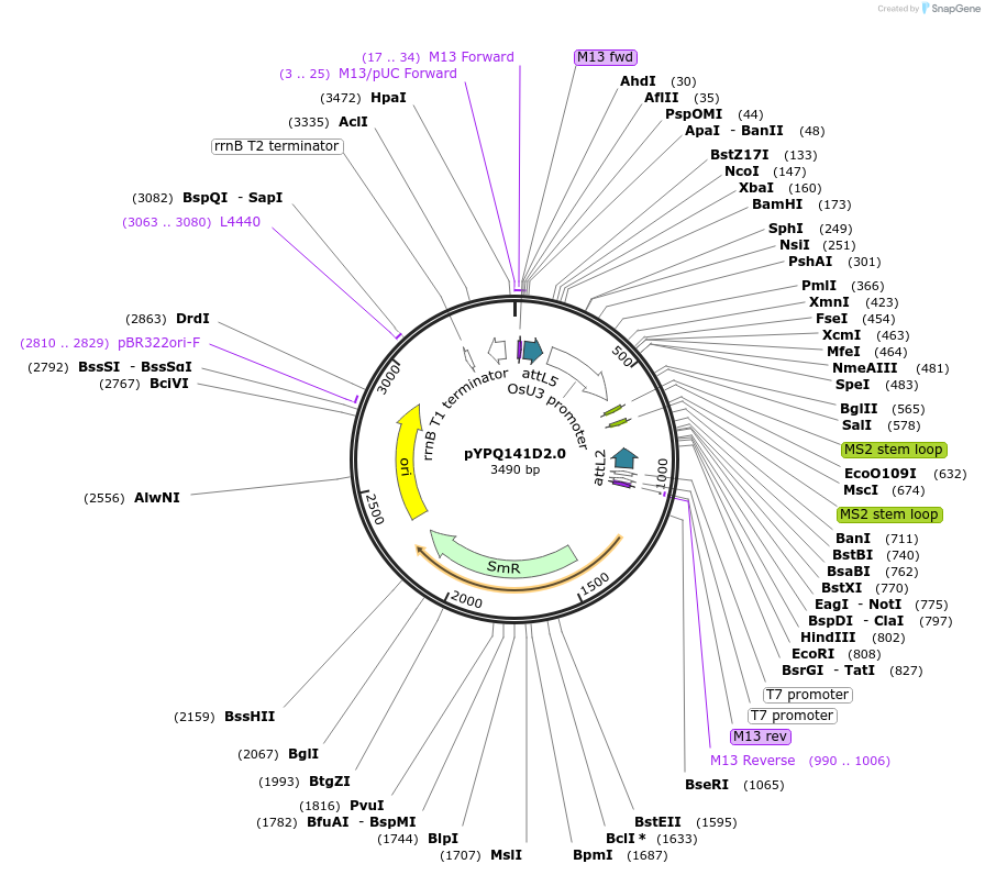 99906-plasmid-map-sequence-id-203128