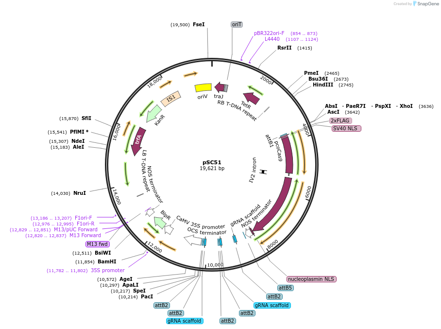 104825-plasmid-map-sequence-id-203148