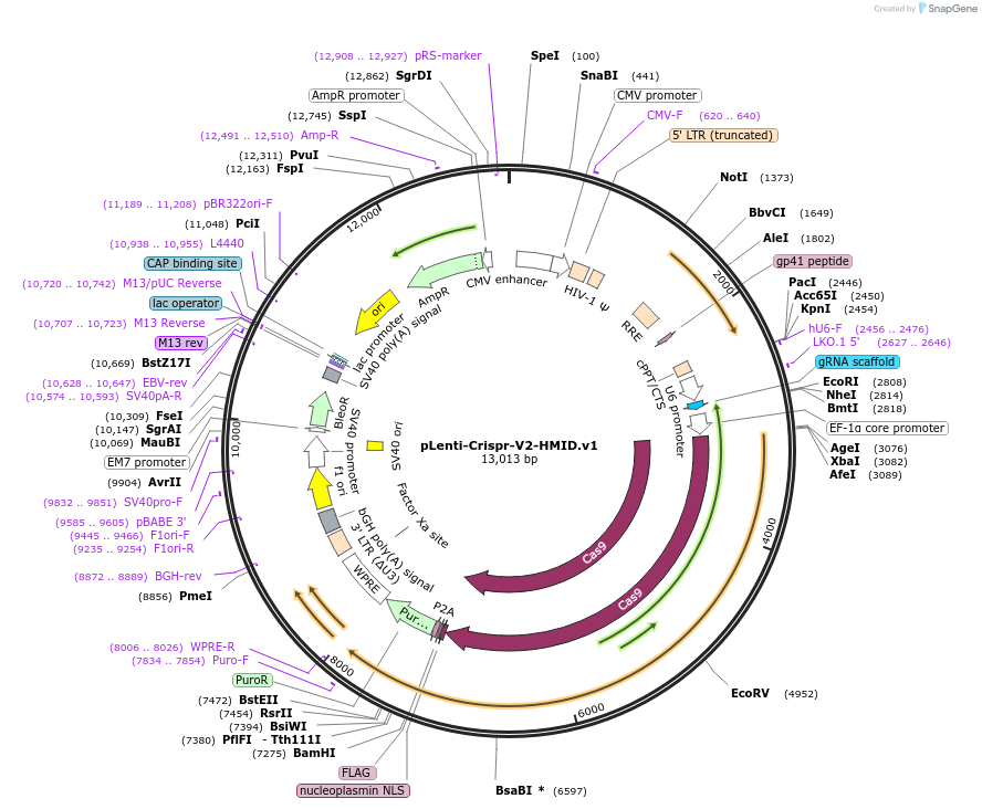 103062-plasmid-map-sequence-id-203150