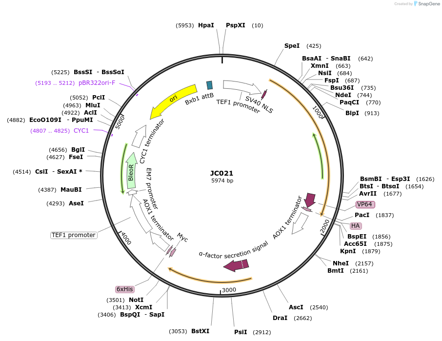 104944-plasmid-map-sequence-id-203154