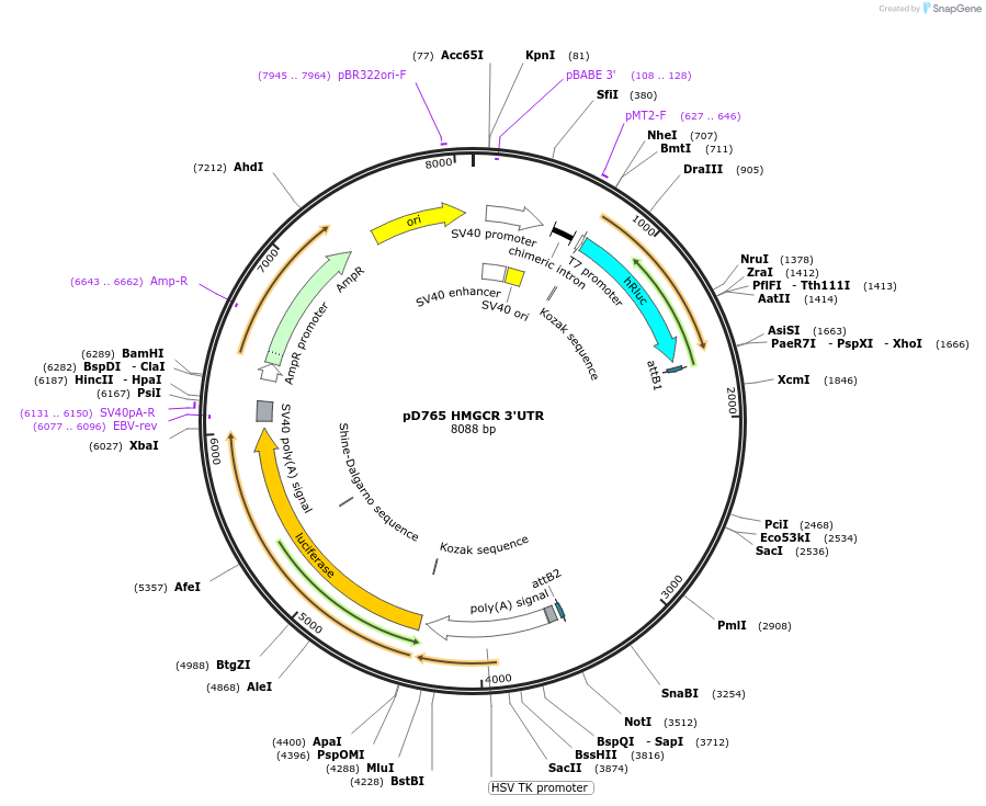 105766-plasmid-map-sequence-id-203168