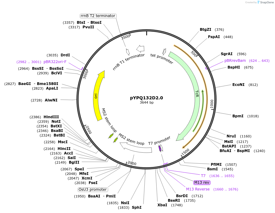 99890-plasmid-map-sequence-id-203171