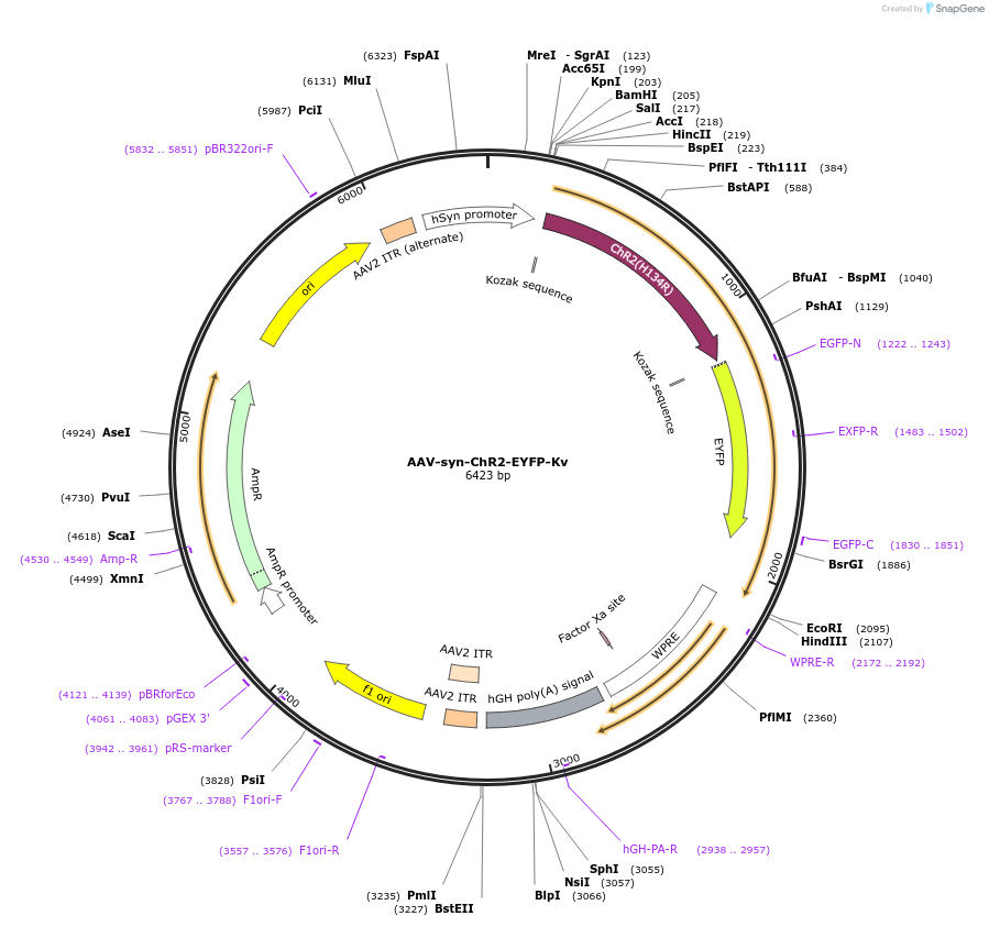 89256-plasmid-map-sequence-id-203172