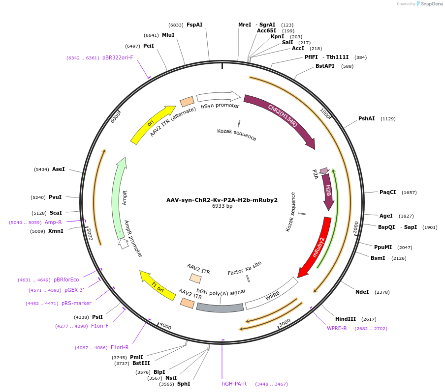 89570-plasmid-map-sequence-id-203174