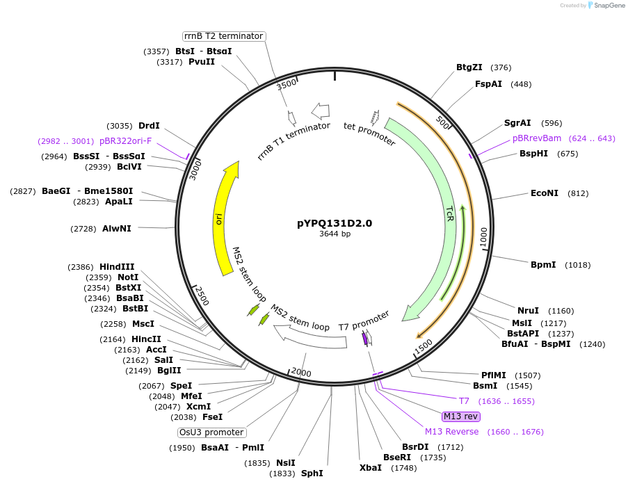 100044-plasmid-map-sequence-id-203177
