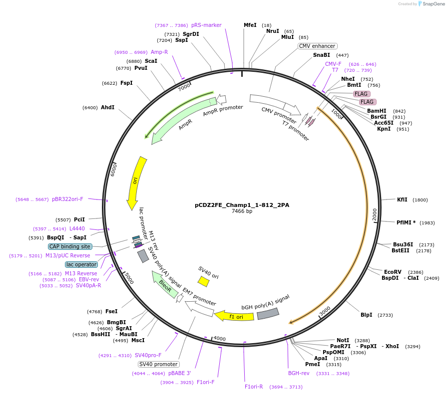 105676-plasmid-map-sequence-id-203181