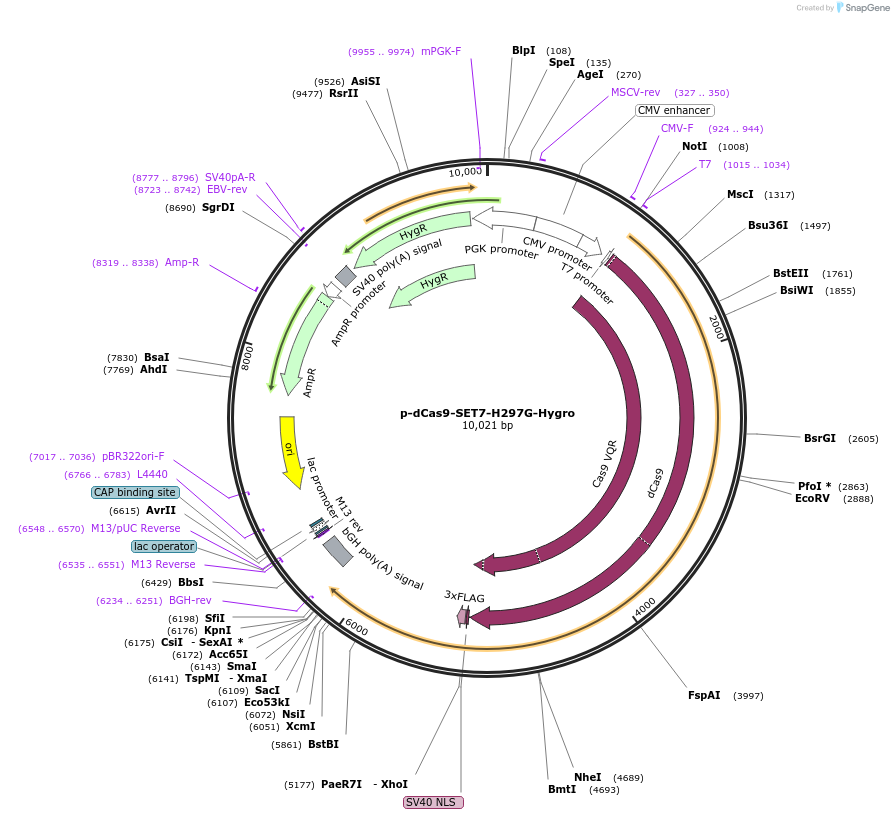 104415-plasmid-map-sequence-id-203185