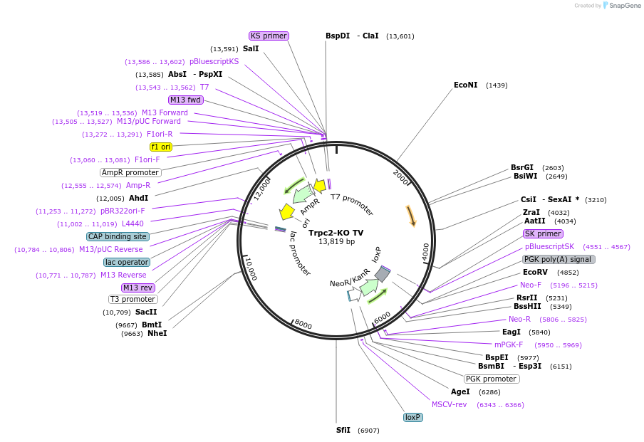 105449-plasmid-map-sequence-id-203197