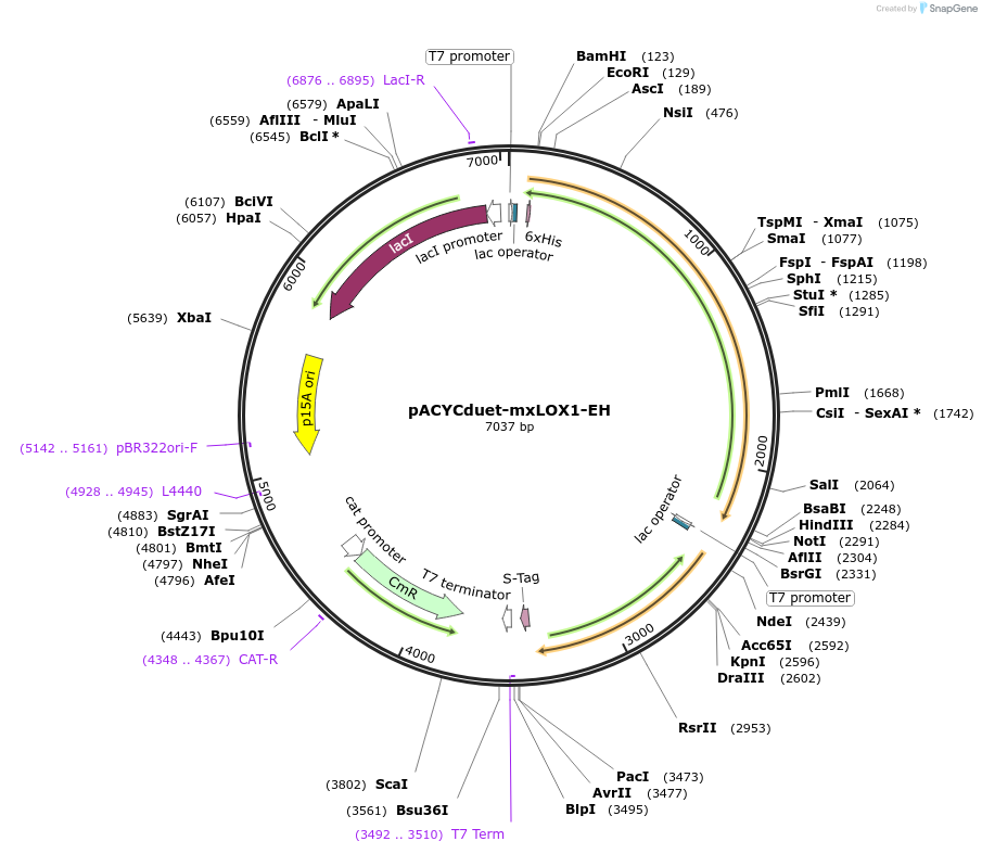 104978-plasmid-map-sequence-id-203225