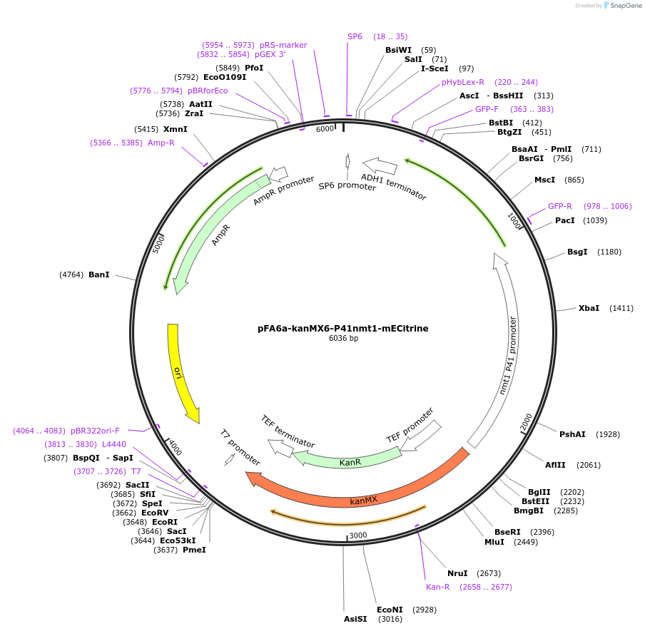 105152-plasmid-map-sequence-id-203251