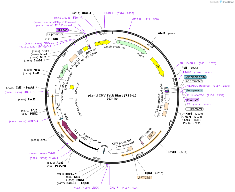 17492-plasmid-map-sequence-id-203258
