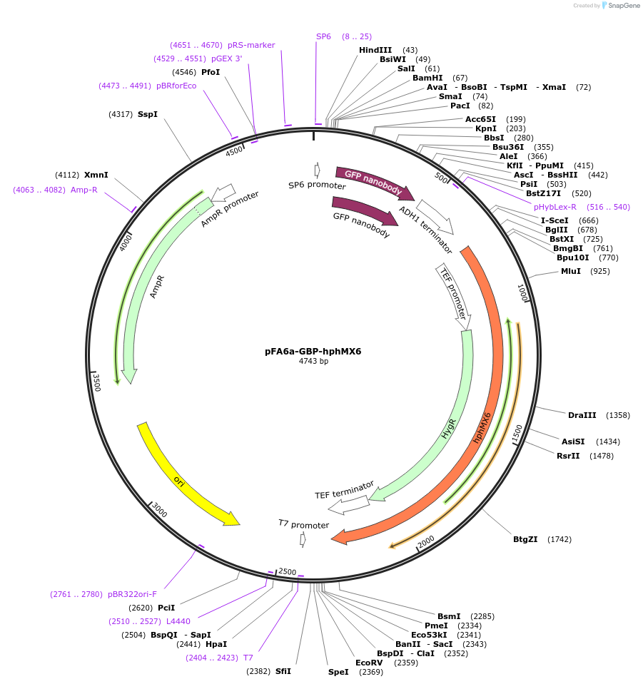 105159-plasmid-map-sequence-id-203262