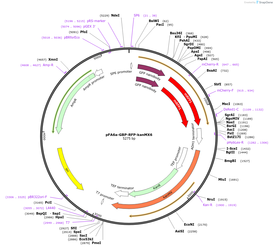 105160-plasmid-map-sequence-id-203263