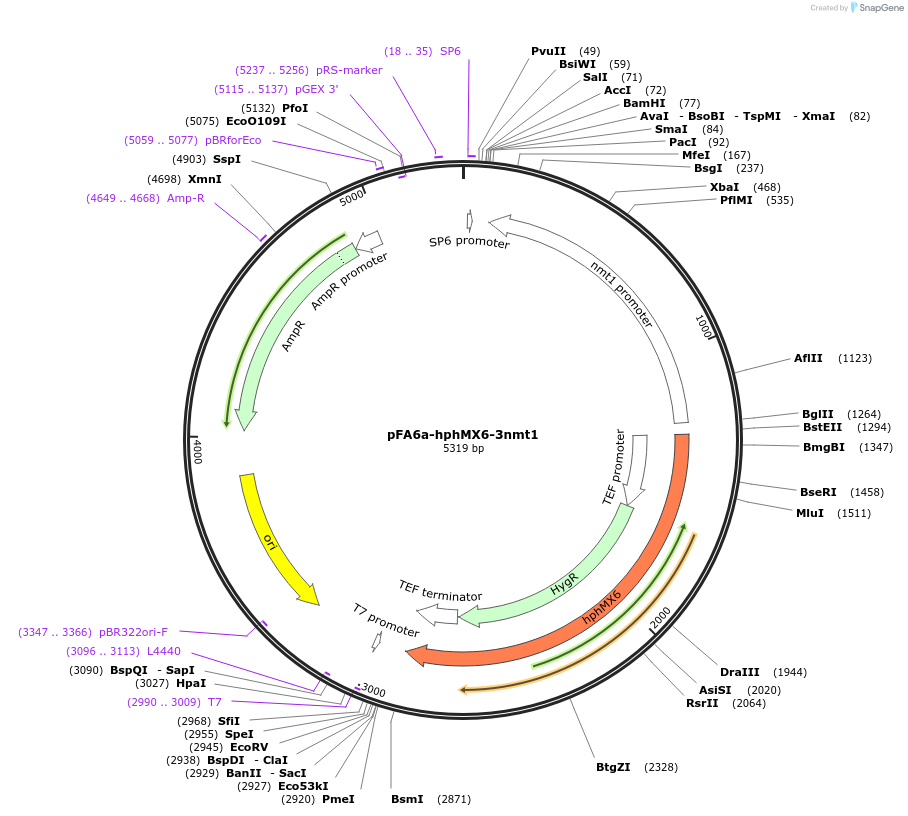105162-plasmid-map-sequence-id-203266