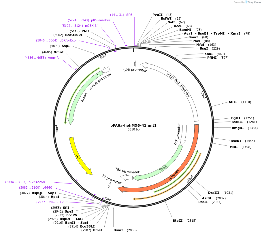 105163-plasmid-map-sequence-id-203268