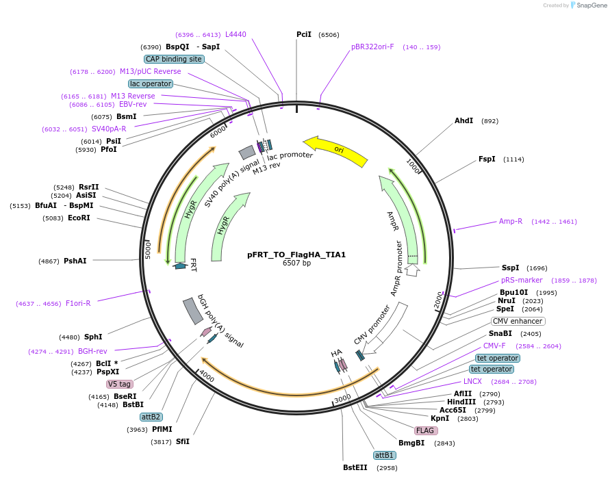 106093-plasmid-map-sequence-id-203305