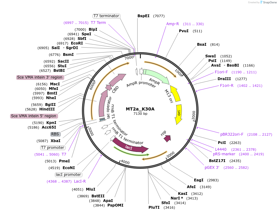 105694-plasmid-map-sequence-id-203312