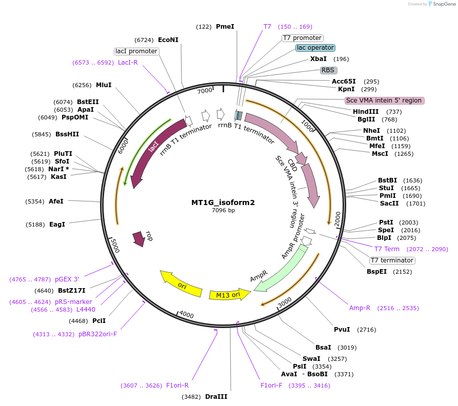 105705-plasmid-map-sequence-id-203325