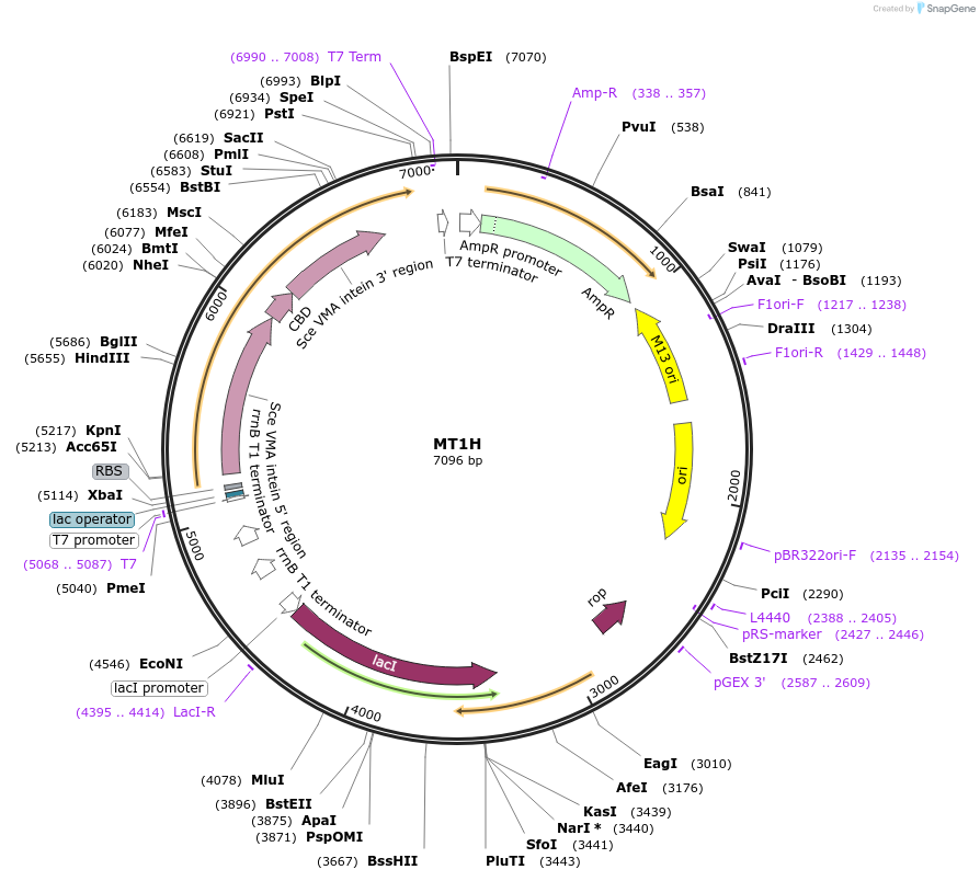105706-plasmid-map-sequence-id-203326
