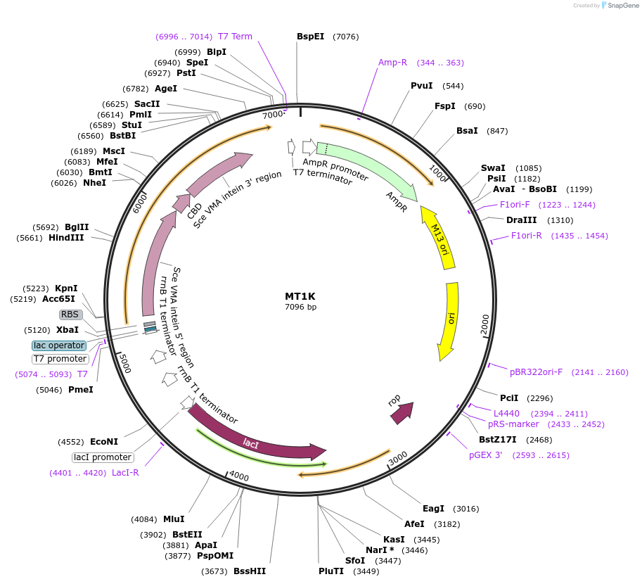105707-plasmid-map-sequence-id-203327
