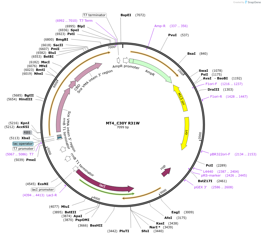105712-plasmid-map-sequence-id-203330