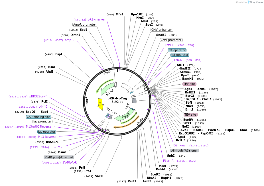 105767-plasmid-map-sequence-id-203331
