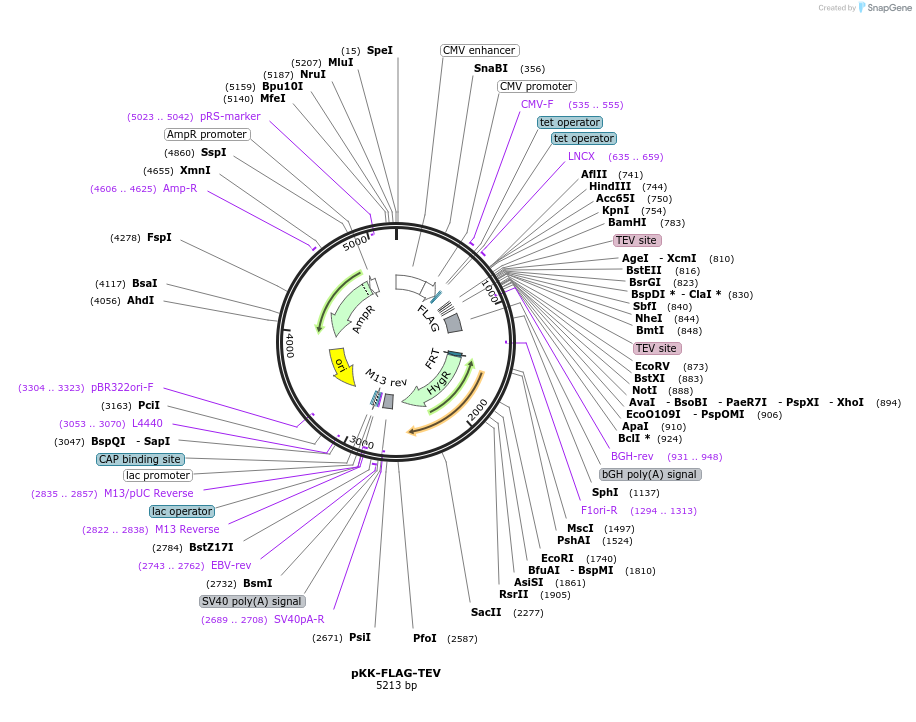 105768-plasmid-map-sequence-id-203332