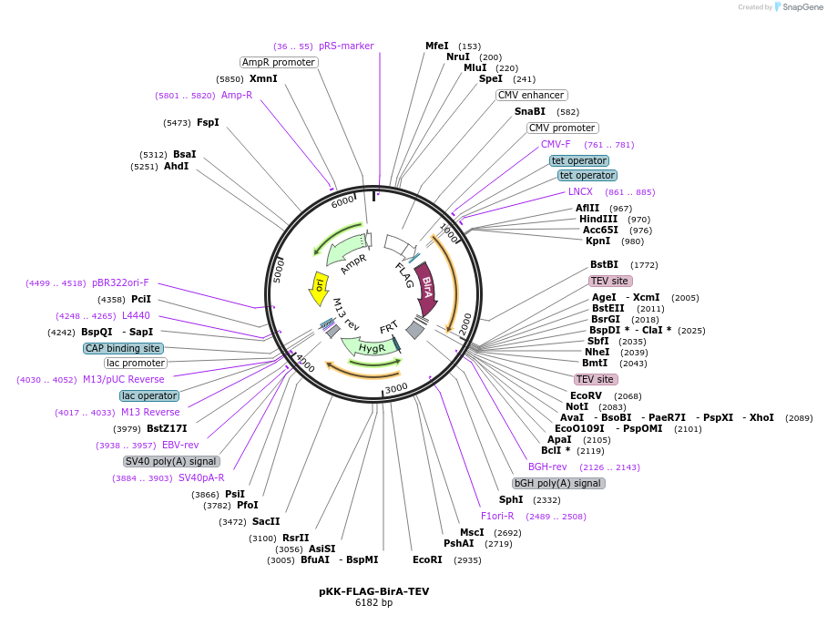 105770-plasmid-map-sequence-id-203337