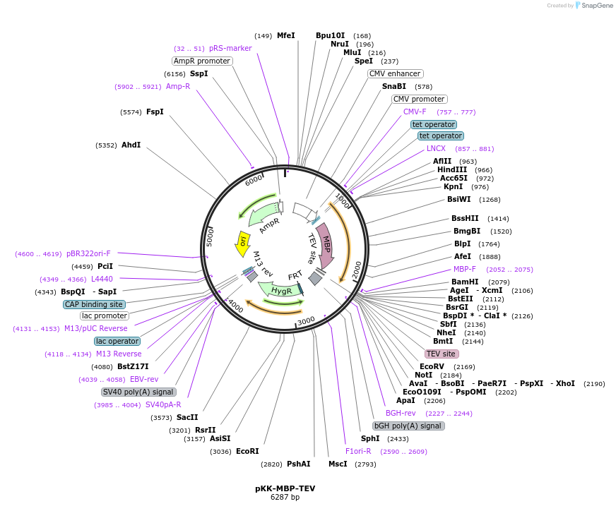 105771-plasmid-map-sequence-id-203360