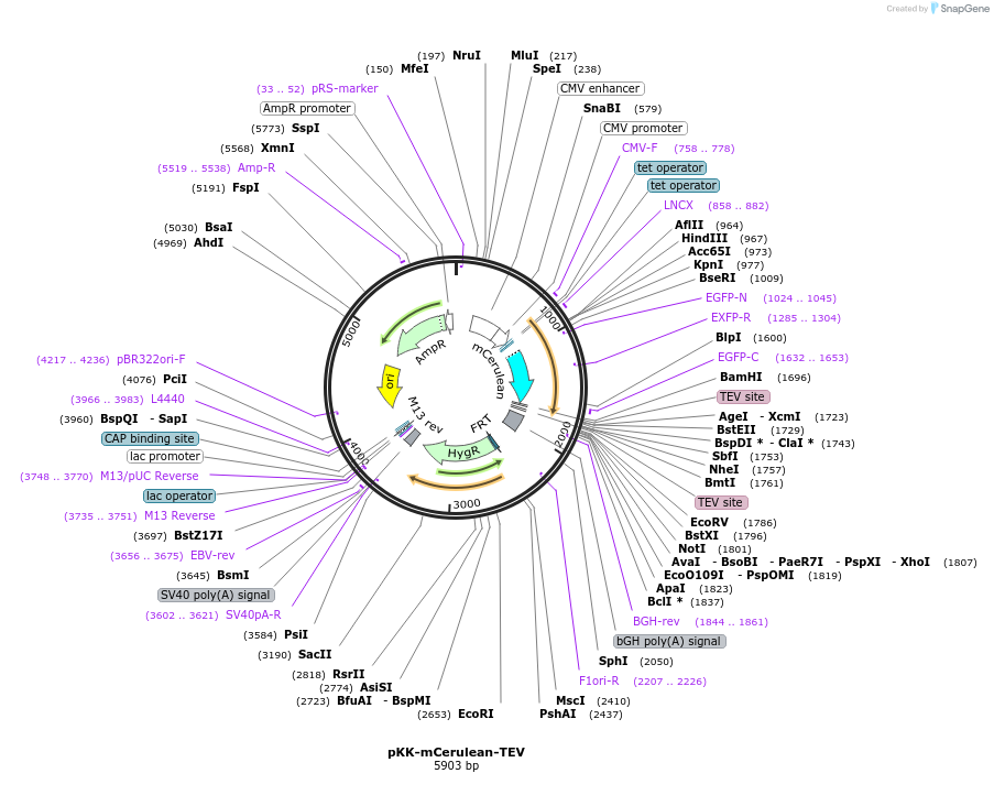 105773-plasmid-map-sequence-id-203362