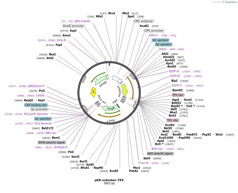 105775-plasmid-map-sequence-id-203364