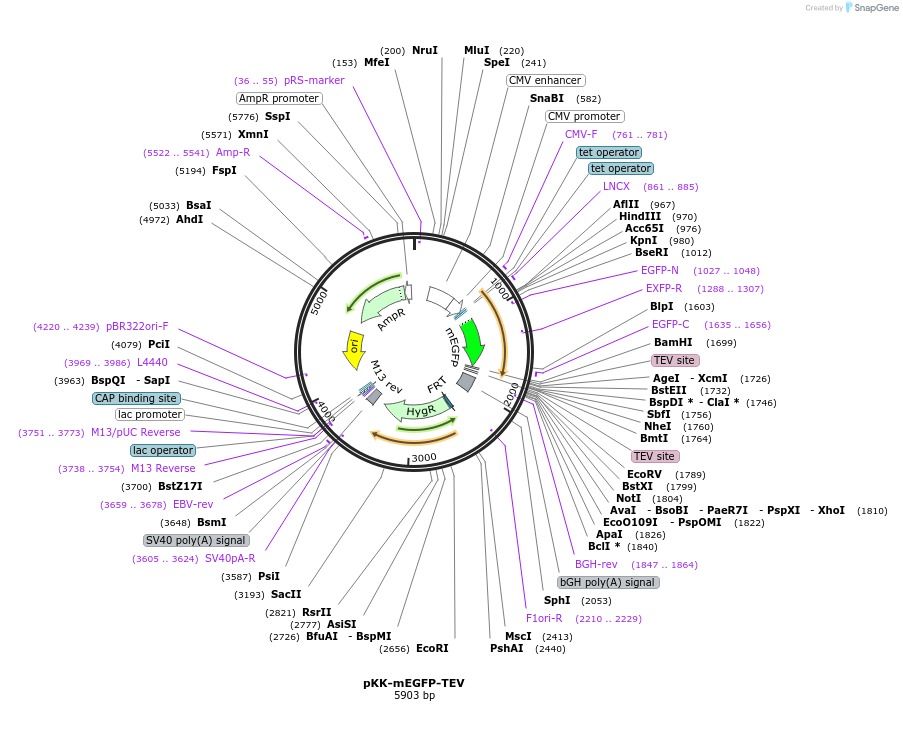 105777-plasmid-map-sequence-id-203366