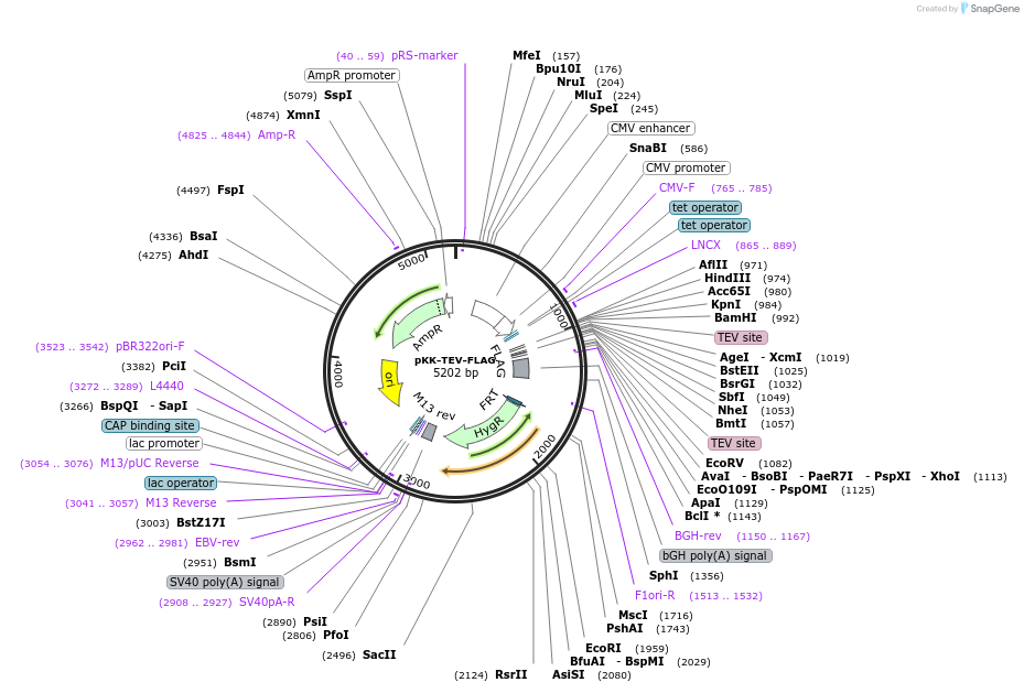 105783-plasmid-map-sequence-id-203372