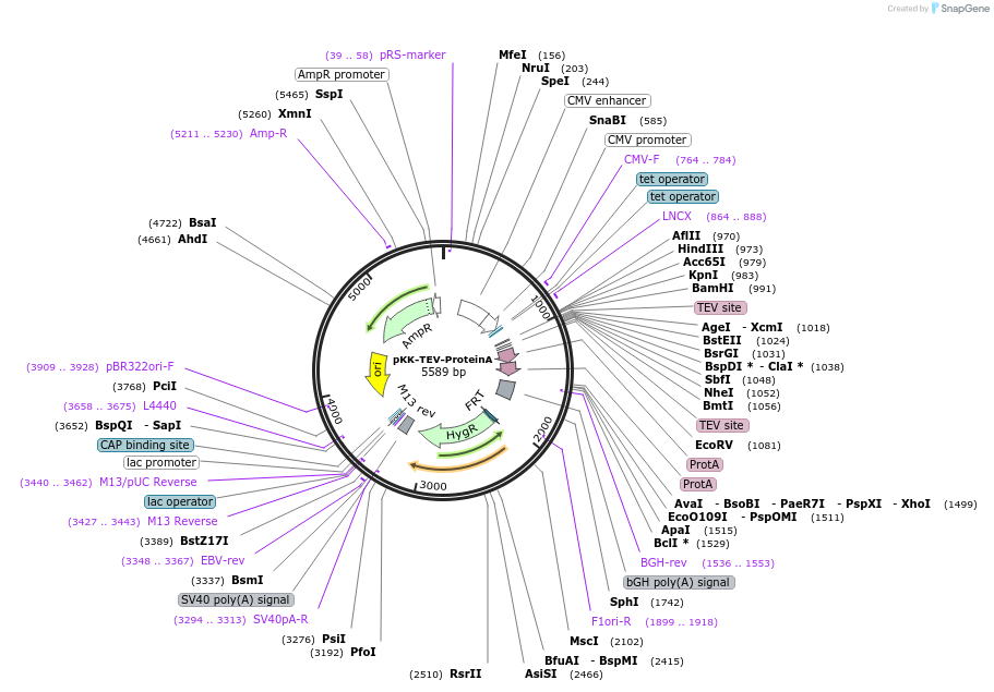 105788-plasmid-map-sequence-id-203379