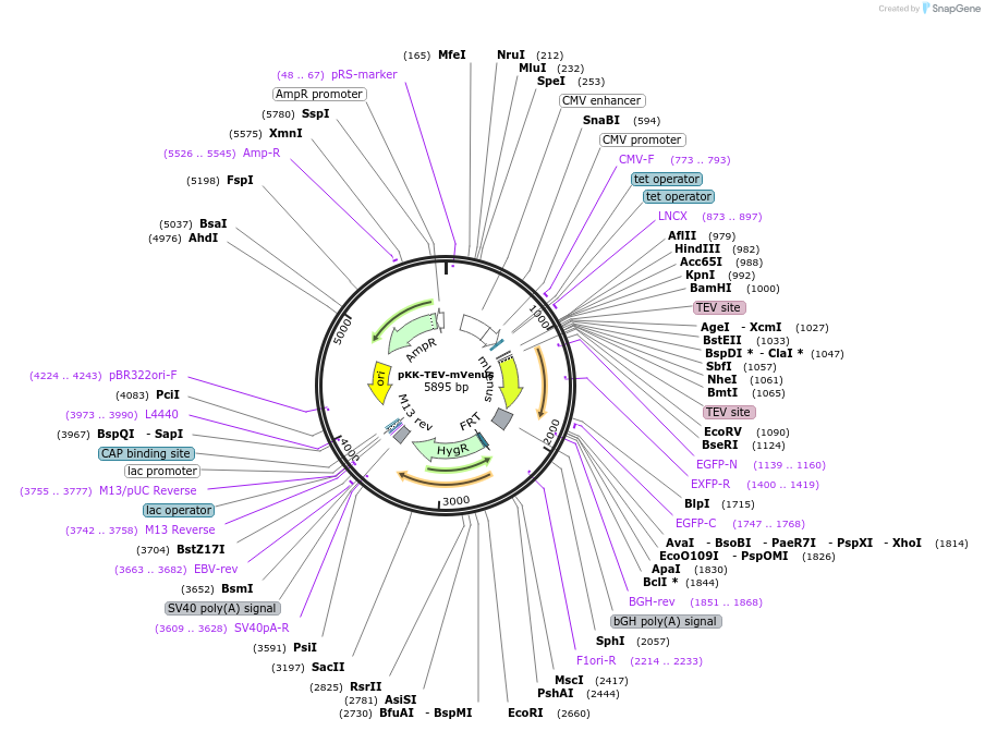 105791-plasmid-map-sequence-id-203382
