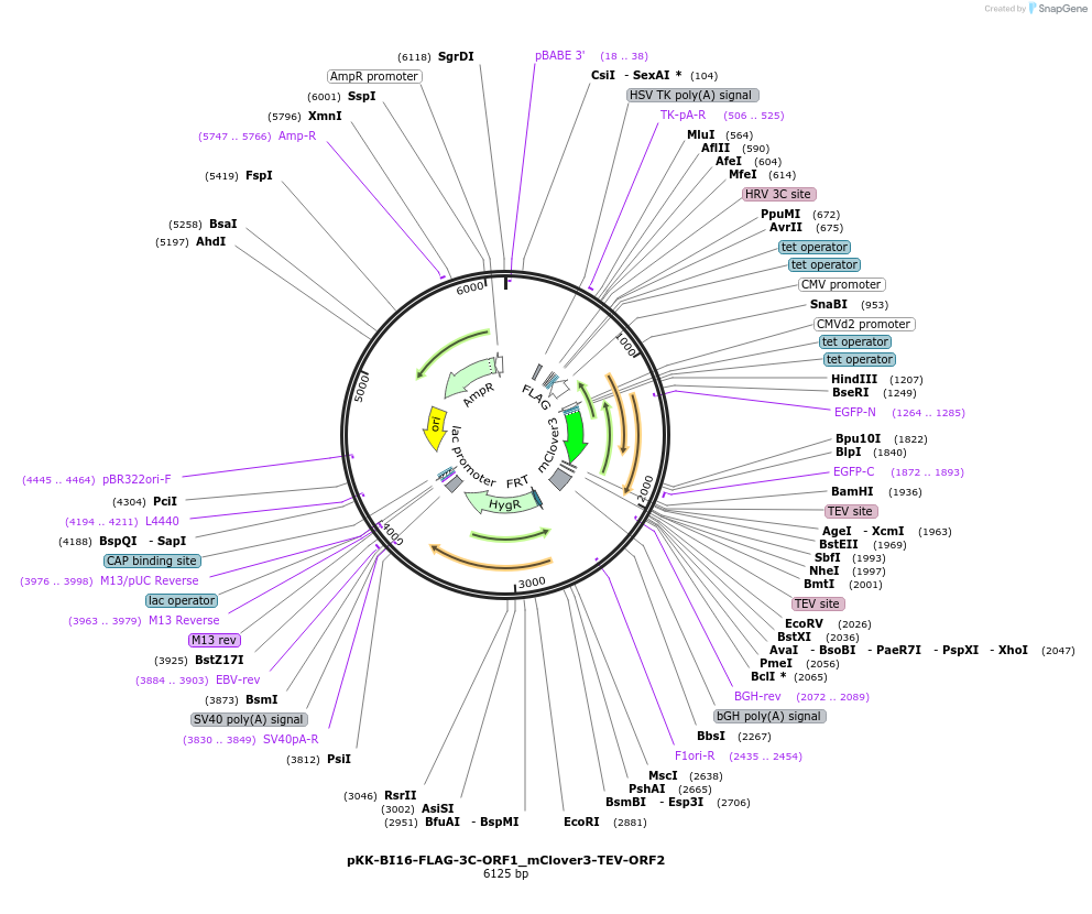 105801-plasmid-map-sequence-id-203395