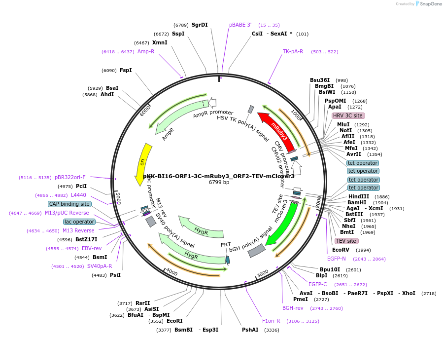 105802-plasmid-map-sequence-id-203396