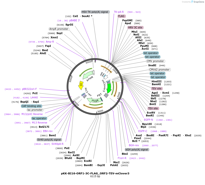 105803-plasmid-map-sequence-id-203399