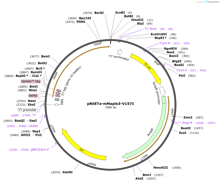 98577-plasmid-map-sequence-id-203405
