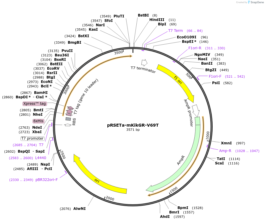 98574-plasmid-map-sequence-id-203406