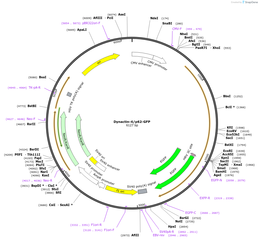 31071-plasmid-map-sequence-id-203407