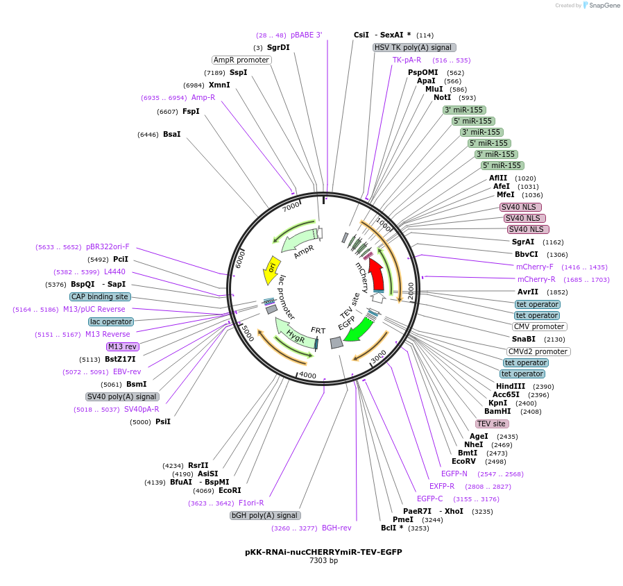 105814-plasmid-map-sequence-id-203426