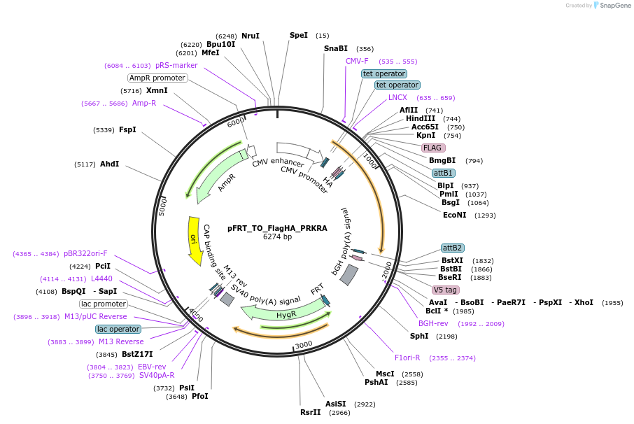 106111-plasmid-map-sequence-id-203442