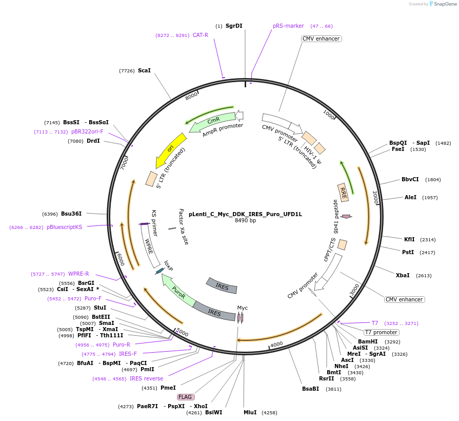 106118-plasmid-map-sequence-id-203455