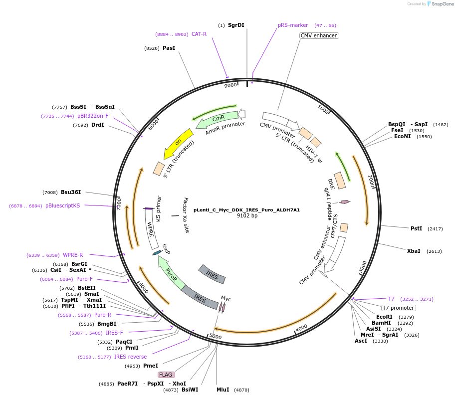 106120-plasmid-map-sequence-id-203459